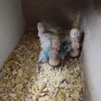 عروس هلندی با ۳تا جوجه یک ماهه|پرنده|بناب, |دیوار