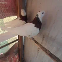 یک جفت کبوتر طوقی سرخ|پرنده|مشهد, تربیت (صدف)|دیوار