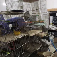 قفس پرنده انواع مدل کاسکوی .وساده|لوازم جانبی حیوانات|مشهد, خواجه ربیع|دیوار