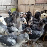 جوجه محلی اصل گلین کاکلی
