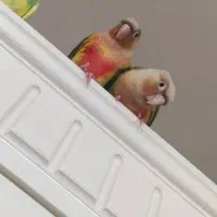 گرینچیک جفت