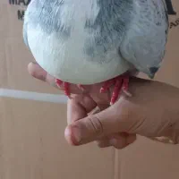 کفتر|پرنده|مشهد, بهمن|دیوار