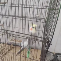 عروس هلندی|پرنده|میلاجرد, |دیوار