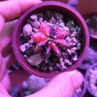 کاکتوس طبیعی و زیبا