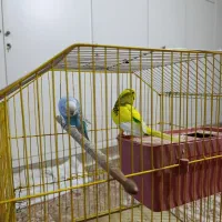 مرغ عشق.جفت