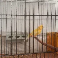 کوتوله مولد وقناری|پرنده|نجف‌آباد, قلعه سفید|دیوار