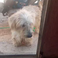 سگ دربدر