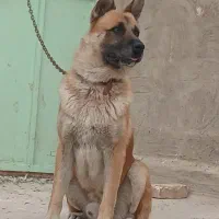 سگ نگهبان
