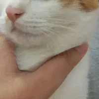گربه ۵ماهه نر