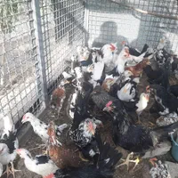 گلین|حیوانات مزرعه|قهدریجان, |دیوار