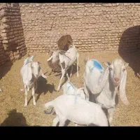 فروش۸ گوسفند بز و بره