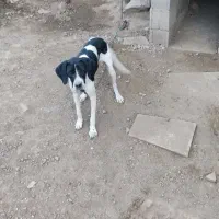 توله دنبلانی|سگ|کلاله, |دیوار