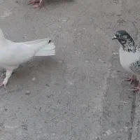 کفتر