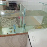 تنگ ماهی بزرگ به فروش می‌رسد|ماهی|مسجد سلیمان, |دیوار