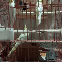 سه عدد عروس هلندی بالغ کار داده