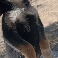 توله میکس دوبرمن و ژرمن