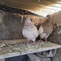 سلام ۱جفت کله زرد فروشی ۷۵۰|پرنده|اسلامشهر, شهرک مهدیه|دیوار