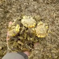 علوفه ی درجه یک سوپردان کشت اول کردستان