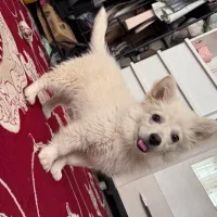 ترکیب پامر خرسی شیتزو