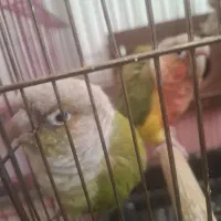 گرین چیک و عروسی هلندی