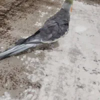 طوطی عروس|پرنده|تولم شهر, |دیوار