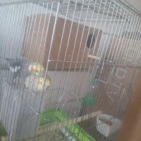 عروس هلندی مولد