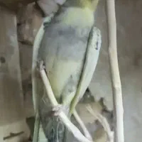 عروس پاریس|پرنده|سوسنگرد, |دیوار