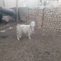 3 راس بزغاله ماده عالی|حیوانات مزرعه|جوادآباد, |دیوار