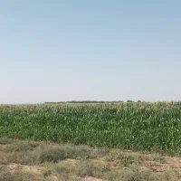 معاوضه زمین کشاورزی و باغچه باآپارتمان|فروش دفتر صنعتی، کشاورزی، تجاری|جوادآباد, |دیوار