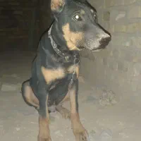 توله سگ دوبرمن