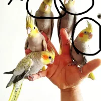 عروس هلندی
