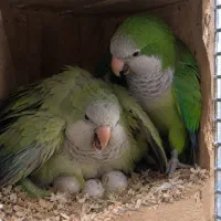 جفت مولد راهب