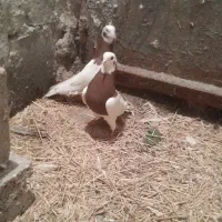 طوقی|پرنده|ملکان, |دیوار