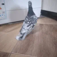 هفت رنگ سیاه