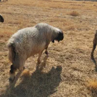 قوچ بختیاری|حیوانات مزرعه|شیراز, گویم|دیوار