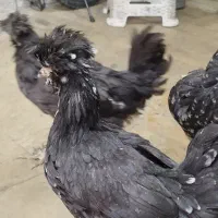 مرغ و خروس لهستانی|حیوانات مزرعه|محمدشهر, یزدیها|دیوار