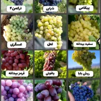 نهال انگور سردشت دیم|خدمات باغبانی و درختکاری|کرمان, |دیوار