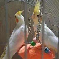 عروس هلندی