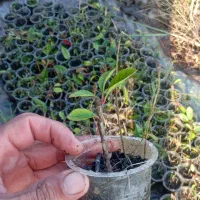 گل فوتونیا لیوانی ریشه دار