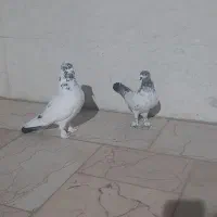 کله دم سبز کاکل مچپا|پرنده|مشکین‌دشت, |دیوار