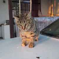 واگذاری گربه های DSH|گربه|دماوند, دماوند|دیوار