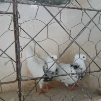 طوقی|پرنده|آشخانه, |دیوار