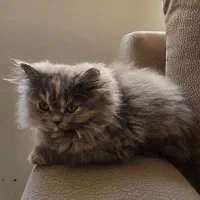 بچه گربه پرشین