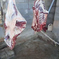 خرید دام زنده  از بازار دام و قصابی در محل|حیوانات مزرعه|بجنورد, |دیوار