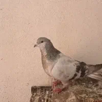 کبوتر شیخی و پلاکی