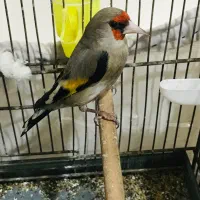 سهره دورگ نر