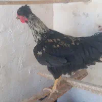 سه تا خروس جوان دوتا خروس نژاد گلین یکی کاکلی