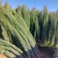 فروس انواع نهال سیاه ریشه وسیاه درخت