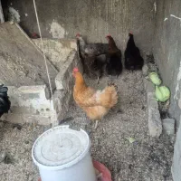 مرغ و خروس سرحال