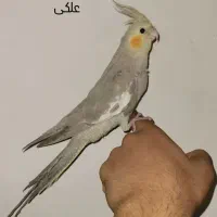 طوطی پرنده عروس پاریس